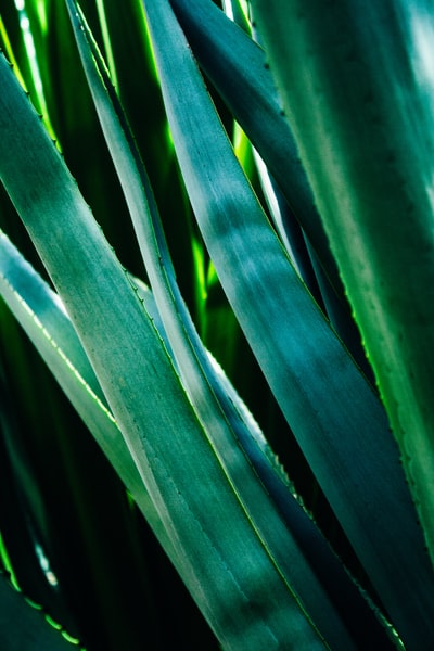 closeup photography of green-leaf plants